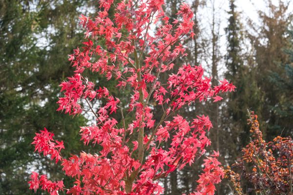 Japanese Maple Planting in Sugar Land