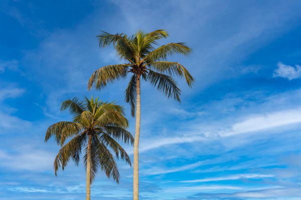 Palm Tree Planting in Sugar Land