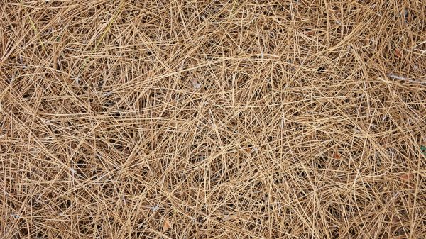 Pine Needles Delivery in Sugar Land