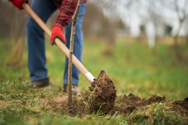 Tree Replacement in Sugar Land