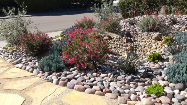 Xeriscape Landscaping in Sugar Land