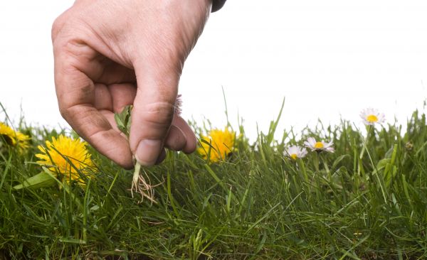 Lawn Weeding in Sugar Land