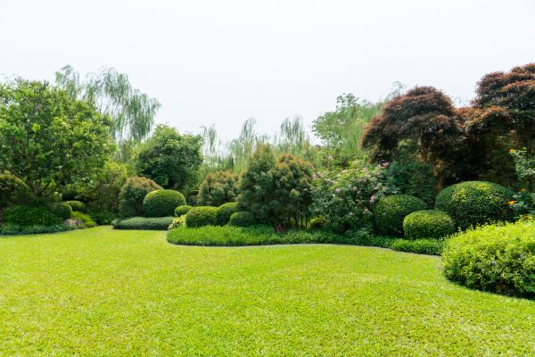 Tree Landscaping in Sugar Land