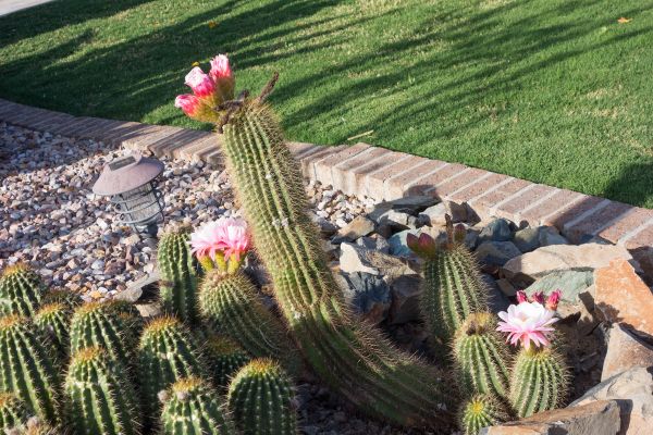Desert Landscaping in Sugar Land