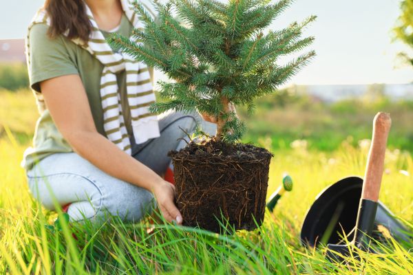 Spruce Tree Planting in Sugar Land