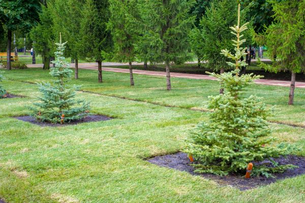 Privacy Trees Planting in Sugar Land