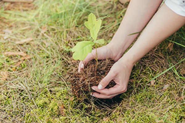 Oak Tree Planting in Sugar Land
