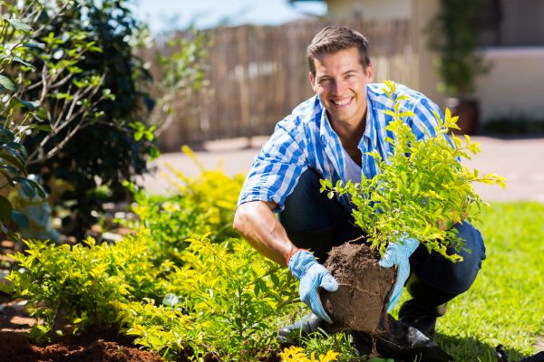 Shrub Landscaping in Sugar Land