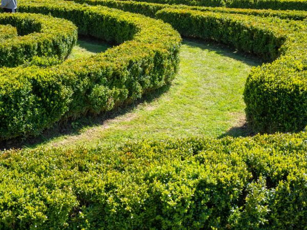 Bush Landscaping in Sugar Land