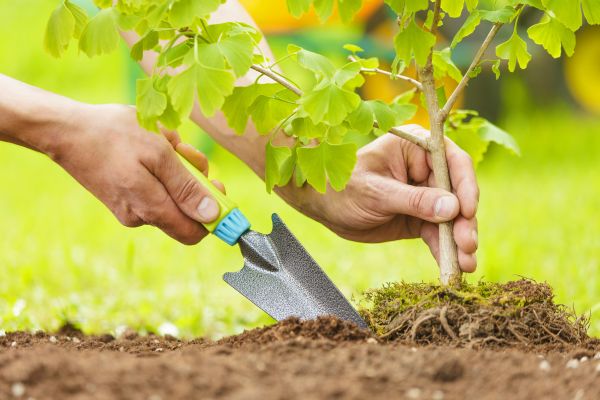 Fruit Tree Planting in Sugar Land