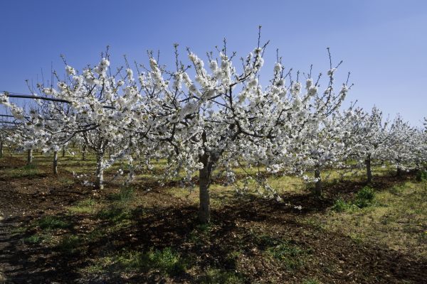 Orchard Planting in Sugar Land