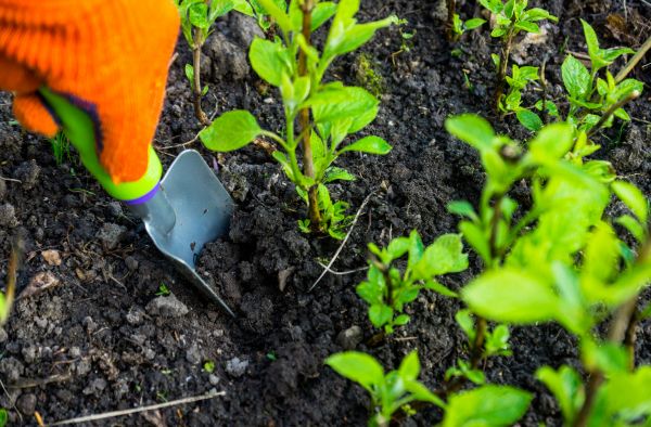 Hydrangea Planting in Sugar Land