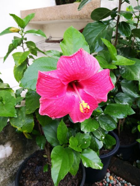 Hibiscus Planting in Sugar Land