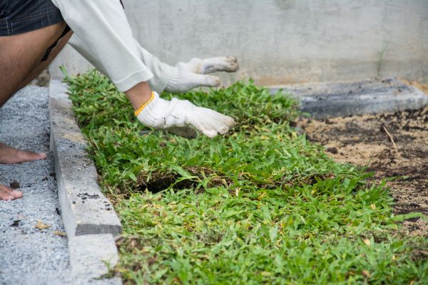 Ground Cover Planting in Sugar Land