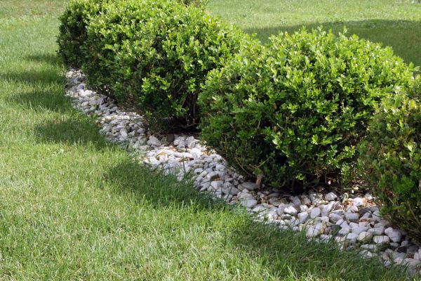 Boxwood Planting in Sugar Land