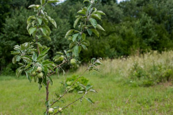Apple Tree Planting in Sugar Land