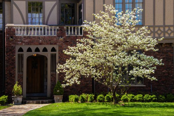 Dogwood Tree Planting in Sugar Land