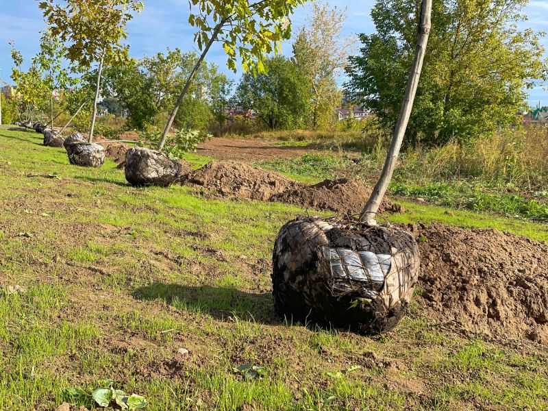 Bush Planting Service