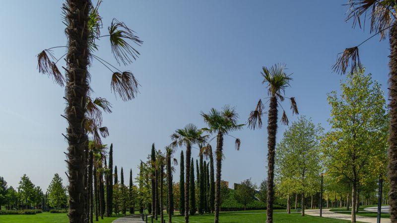 Palm Tree Landscaping
